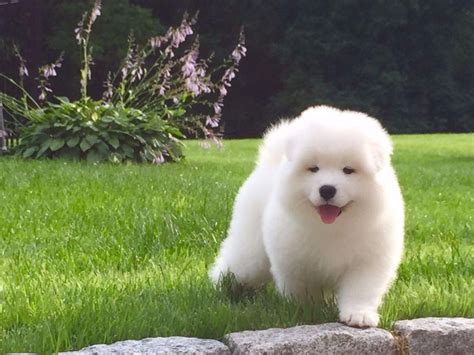Comparing the Cost of White Magic Samoyed Puppies to Other Dog Breeds